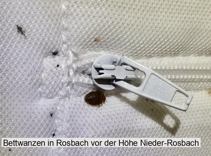 Bettwanzen in Rosbach vor der Höhe Nieder-Rosbach